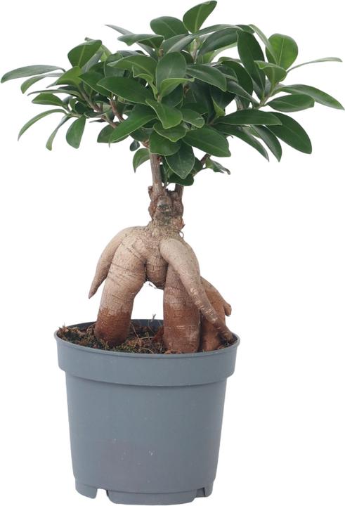 Image du produit Plant in a Box Ficus microcarpa Ginseng - Bonsaï (40 cm)