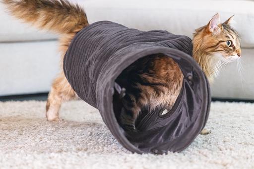Actual product image Designed by Lotte Ribbed cat tunnel (Cat tunnel)