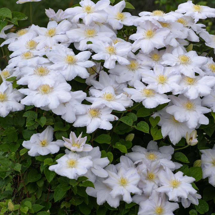 Immagine prodotto Plant in a Box Clematide ibrida 'Mme Le Coultre', 'Hagley Hybrid', 'Polish Spirit' - set di 6 clematidi (25 cm)