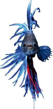 Image du produit Trenddeko Glowfish (39 x 80 cm)