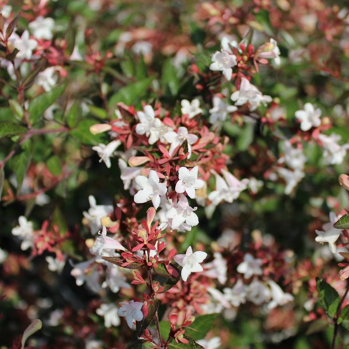 Immagine prodotto Zulauf Grossblütige Abelie / Abelia x grandiflora (70 cm)