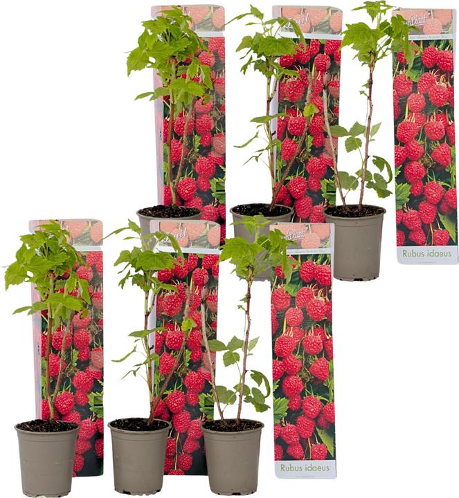 Image du produit Plant in a Box Rubus ideaus 'Autumn Bliss' - 6er Set Himbeerpflanzen (25 cm)