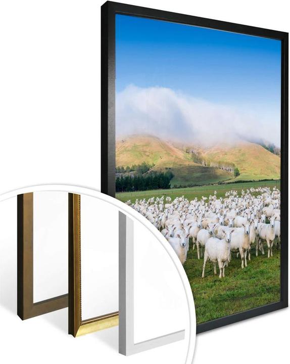 Produktbild Trenddeko Schafherde in Neuseeland (100 x 120 cm)