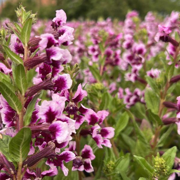Actual product image Säntispracht The heat-tolerant quiver flower in a decorative basket- Cuphea Ilavea Sriracha Lavender Bicolor (40 cm)