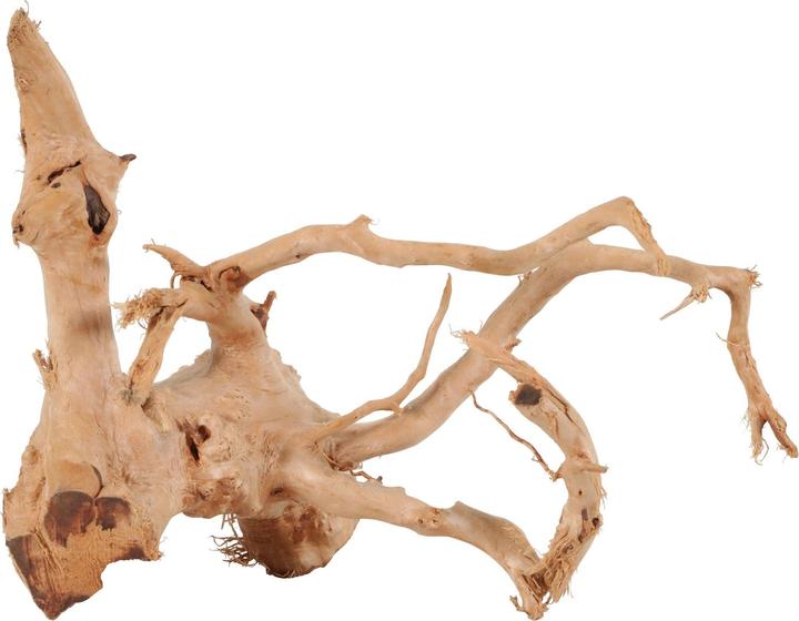 Image du produit Zolux Araignée root japonaise 10-30 cm (Grotte, autres éléments)