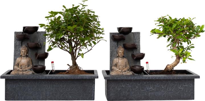 Image du produit Plant in a Box Bonsai Ligustrum, Carmona, Ficus Retusa, Syzygium, Sageretia - 2er Set Bonsai Système d'eau Bouddha (25 cm)