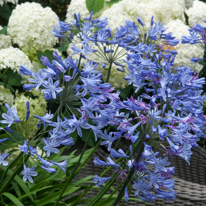 Image du produit Plant in a Box Agapanthe - mélange de 6 plantes (10 cm)