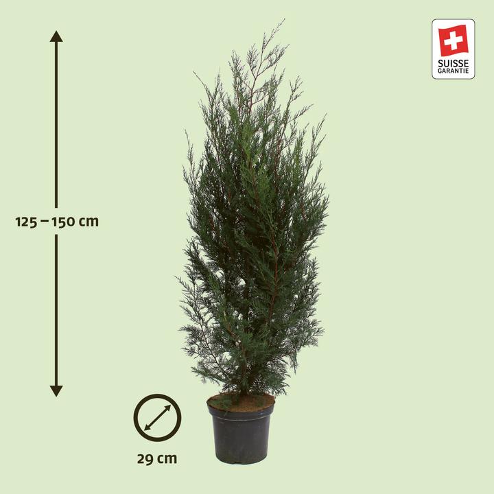 Actual product image Zulauf Leyland cypress (150 cm)