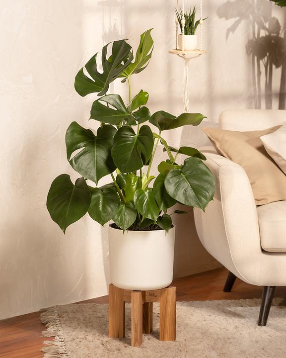 Actual product image feey Large Monstera (65 cm, Freshly repotted)