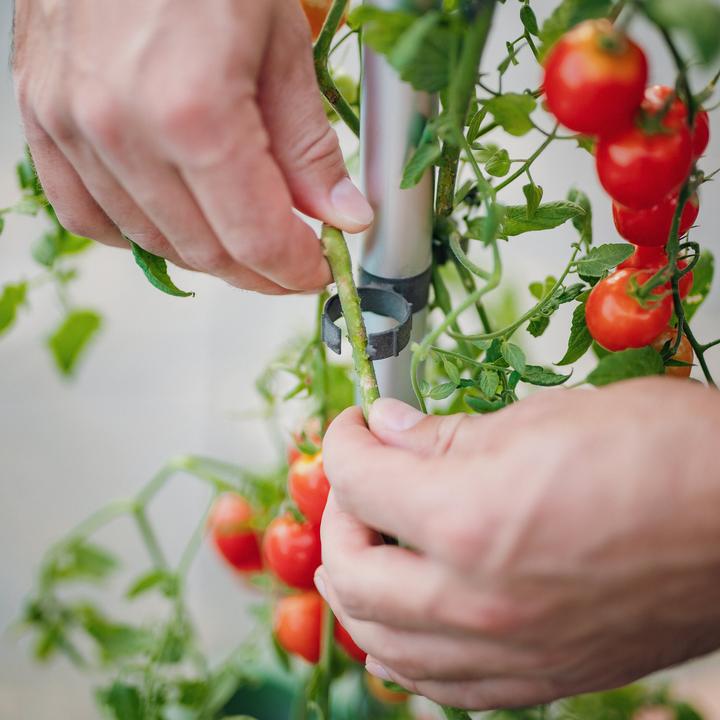 Produktbild Gusta Garden Tom Tomato (35 cm)