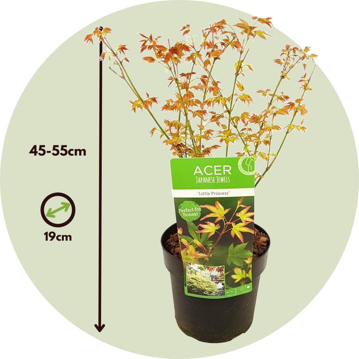 Actual product image Plant in a Box Acer palmatum 'Little Princess' - Japanese maple (45 cm)