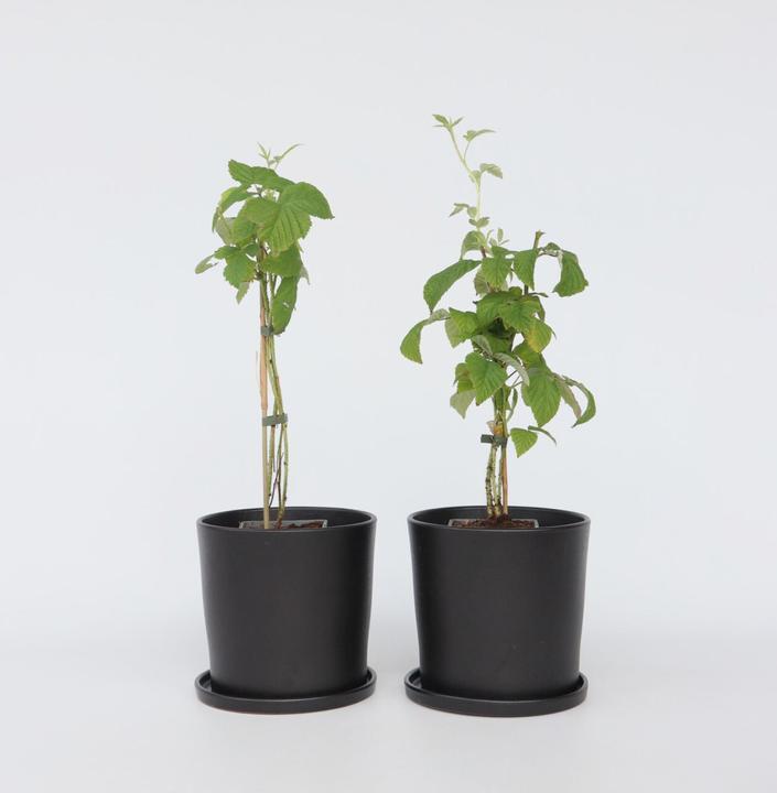 Produktbild Plant in a Box Rubus idaeus Malling Promise - 2er Set Himbeerpflanze (50 cm)