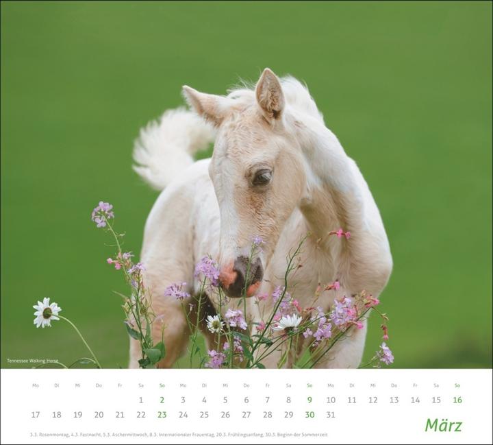 Actual product image Horse picture calendar 2024. animal calendar for horse lovers. Calendar with spectacular photos of (Hardcover, German)