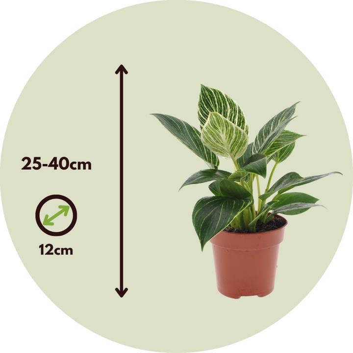 Produktbild Plant in a Box Philodendron 'White Wave' - 2er Set Weisse Welle (25 cm)