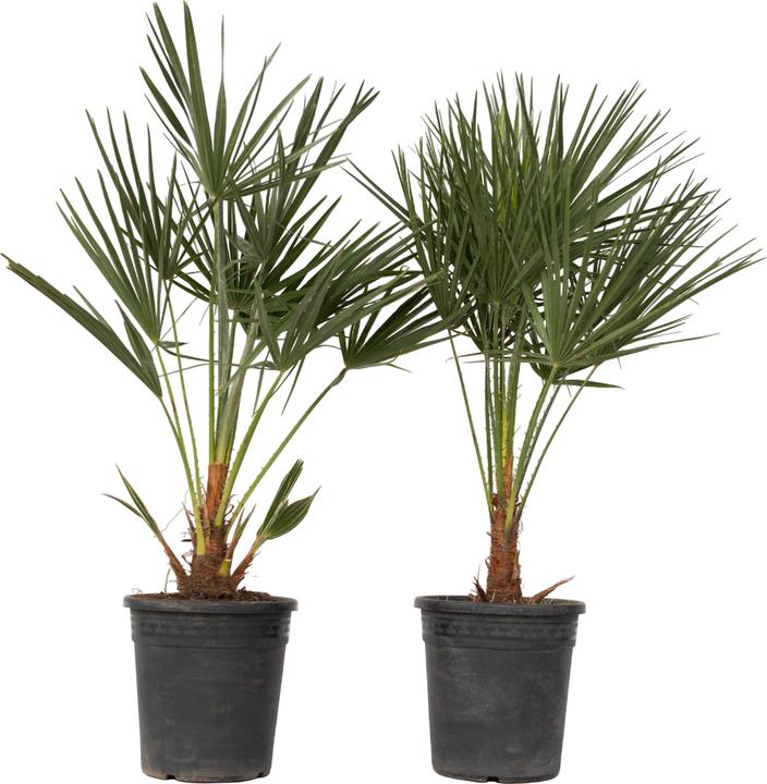 Plant in a Box Chamaerops Humilis (70 cm)