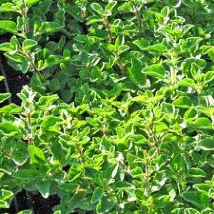 Immagine prodotto Tropica Origano greco (Germogli)