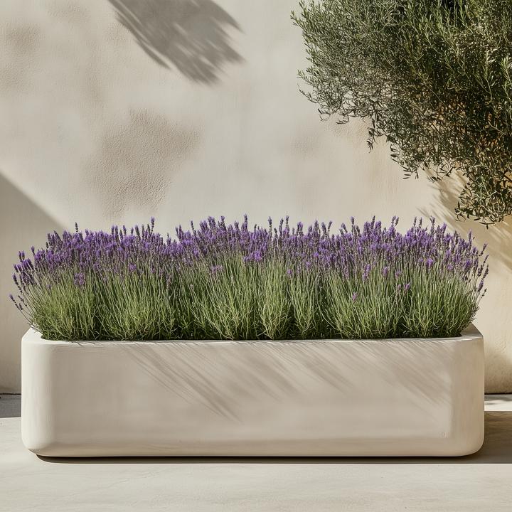 Immagine prodotto Plant in a Box Lavandula stoechas 'Anouk' - Lavendelbaum (25 cm)