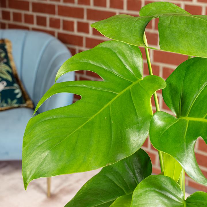 Actual product image Flowerbox Ceriman - height ca. 75 cm, pot-Ø 19 cm - Monstera Deliciosa (75 cm)