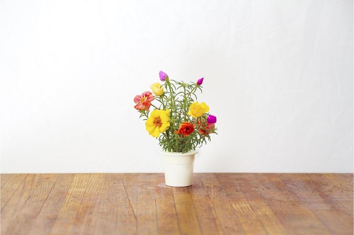 Actual product image Click and Grow Moss Rose (Flower seeds)