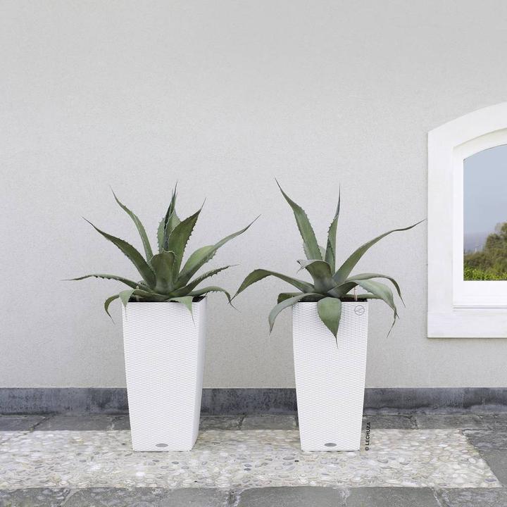 Image du produit Lechuza Cottage Cubico (29.50 cm)