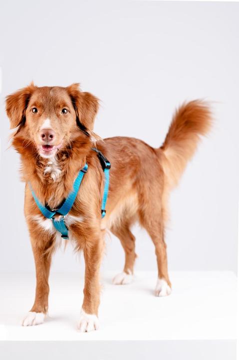 Immagine prodotto Chaba PROTEZIONE PER CINTURA M (P)25-40 (P)35-55X2CM SEA 5072 (M, Cane, Generale, Passeggiare)