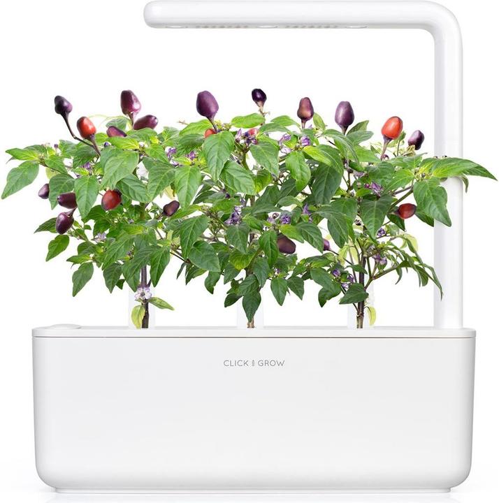 Actual product image Click and Grow Purple Chili (Vegetable seeds)