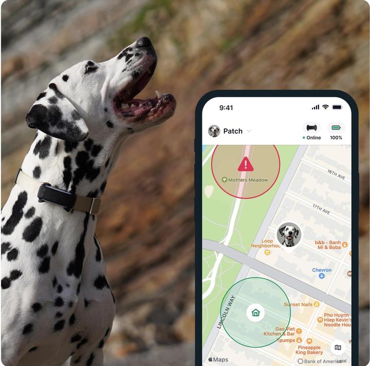 Actual product image Tractive GPS Tracker Dog 6 (Dog, Walks)