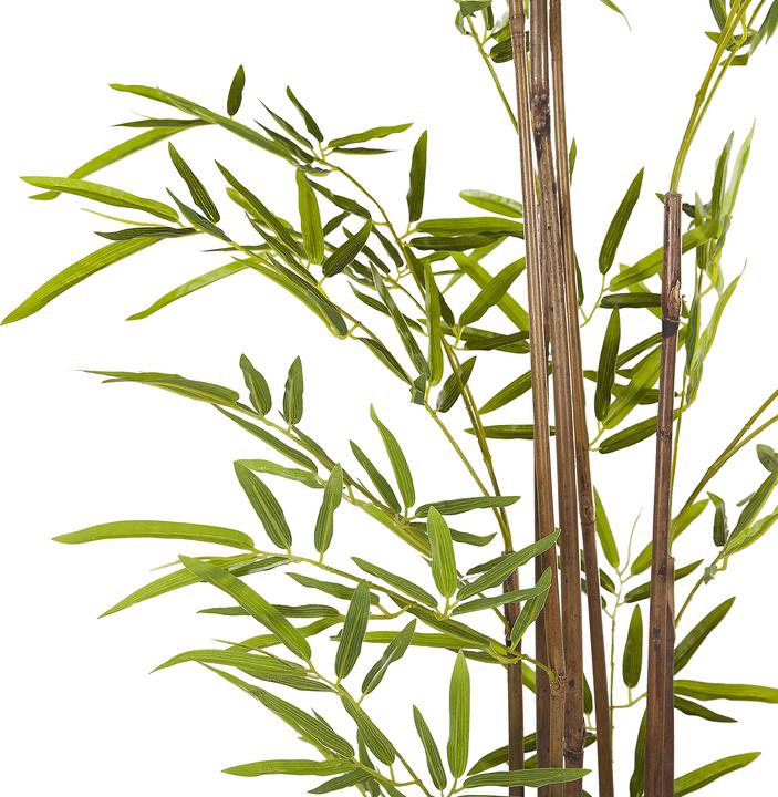 Image du produit Beliani Bambusa Vulgaris (160 cm)