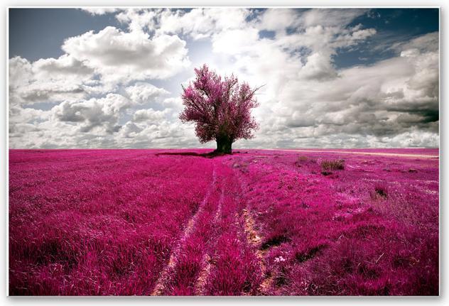 Actual product image Trenddeko The Lonely Tree (60 x 40 cm)