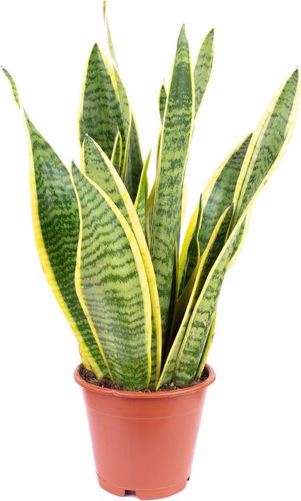 Immagine prodotto Flowerbox Canapa a fiocco - Sansevieria trifasciata Laurentii (35 cm)