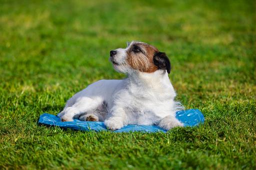 Actual product image Karlie Cooling mat drops (Dog)