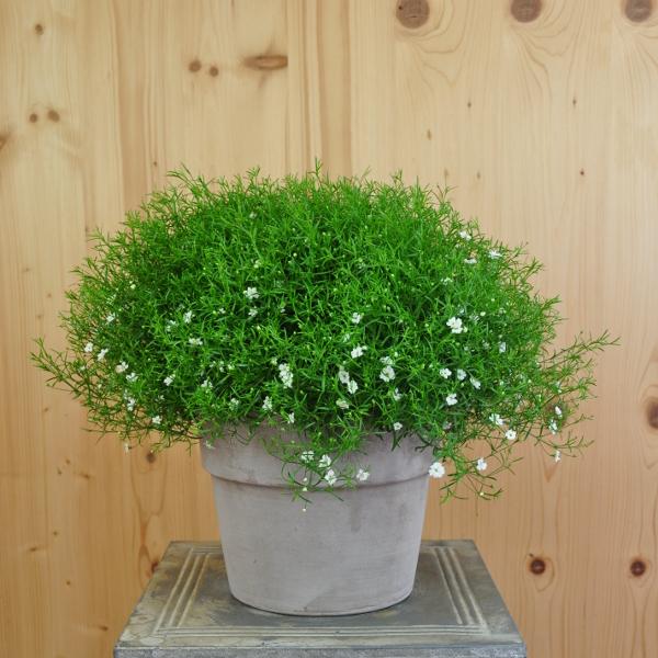 Image du produit Säntispracht La gypsophile des murailles en pot - Gypsophila muralis Gipsy Pink (25 cm)