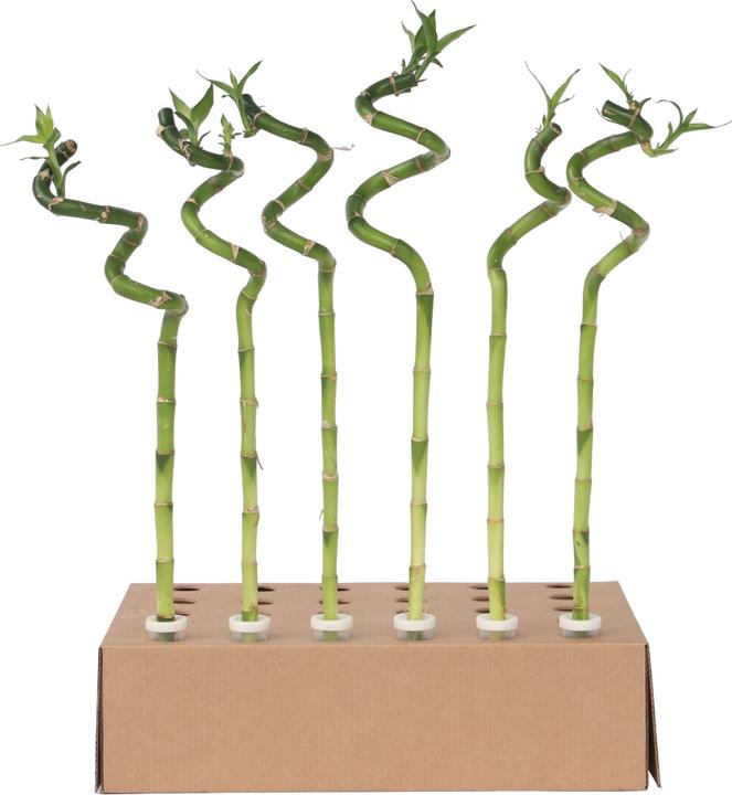 Produktbild Plant in a Box Dracaena sanderiana - 12er Set Glücksbambus (40 cm)