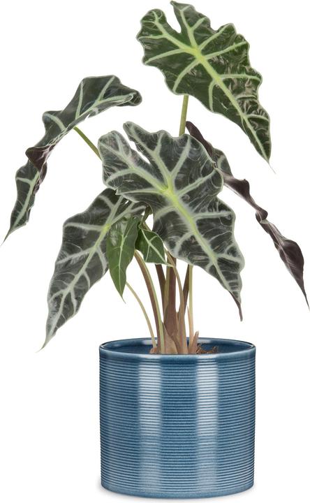 Produktbild Scheurich Blue Jeans (28 cm)