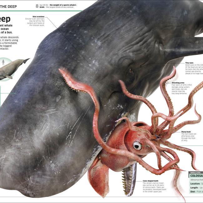 Actual product image Knowledge Encyclopedia Ocean! (English, Collectif, 2020)