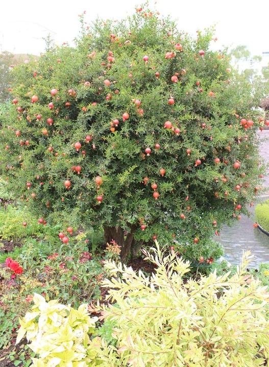 Produktbild Lubera Granatapfel Favorite