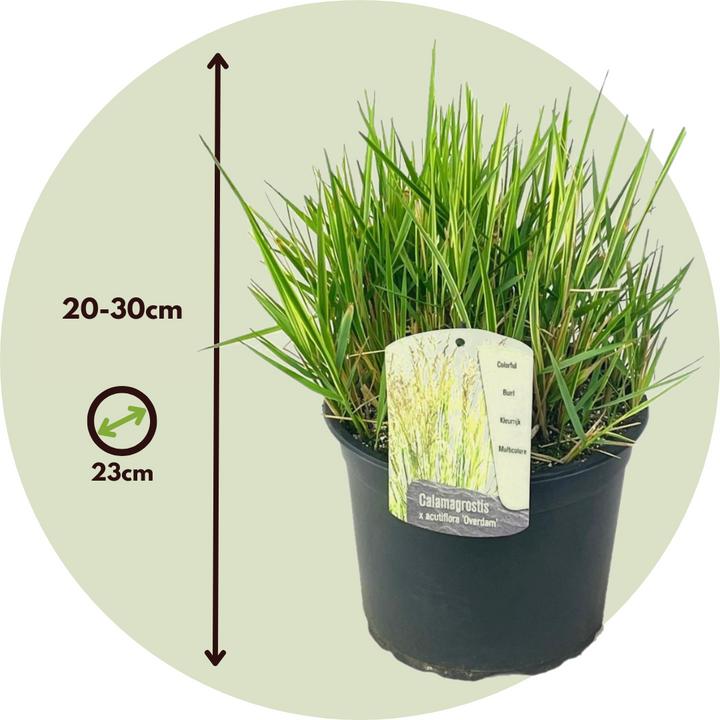Image du produit Plant in a Box Calamagrostis acutiflora x 'Overdam' - Lot de 2 autruches (20 cm)