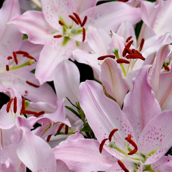Immagine prodotto Plant in a Box Mix di Lilium orientalis - set di 10 gigli (10 cm)