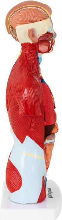 Produktbild Physa Torso Modell mit Organen Organmodell Anatomisches Modell Medizinmodell 1:1