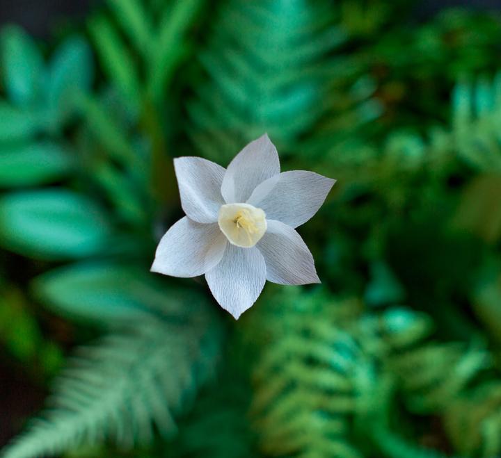 Produktbild Werola Secret Garden (10 x)