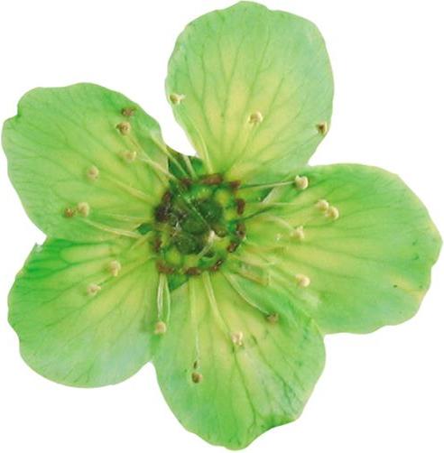 Image du produit You Nails Fleurs séchées véritables (Décoration des ongles, Vert)