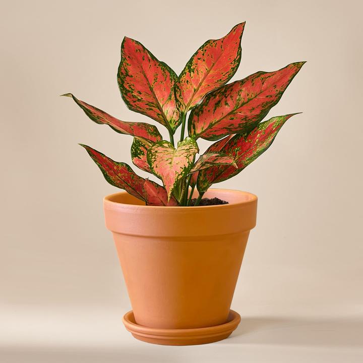 Actual product image Mary and Plants Cherry Baby (30 cm)