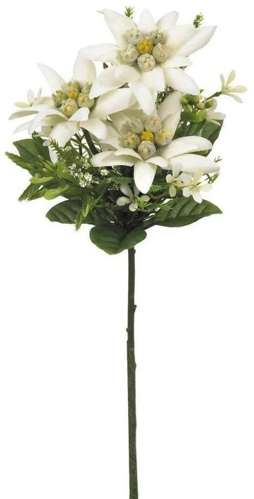 Image du produit Botanic-Haus Edelweiss (22 cm)