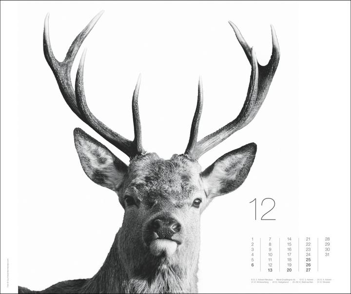 Actual product image Black & White Animals 2026 (55 x 46 cm, Hardcover, German)