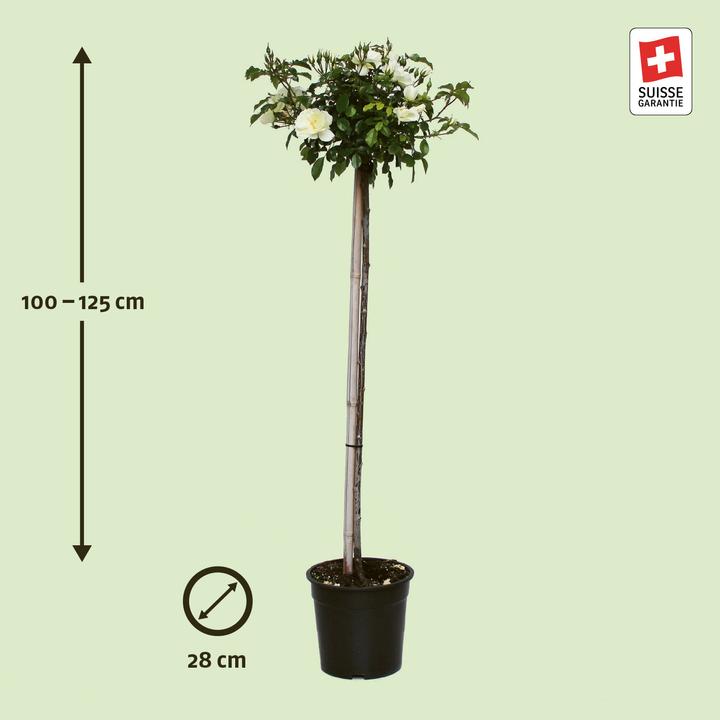 Produktbild Zulauf Hochstammrose / Rosa (BD) 'Schneeflocke'® (150 cm)