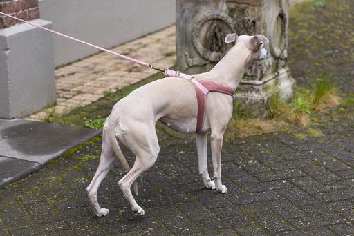Actual product image Designed by Lotte Velura (XXS, XS, S, M, L, Dog, Walks)