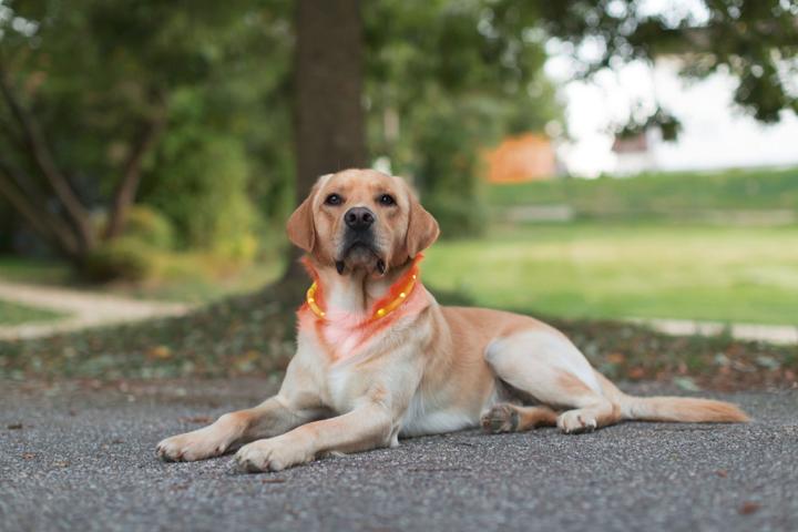 Image du produit Kerbl Maxi coffre-fort (Taille unique, Chien, Sport canin)