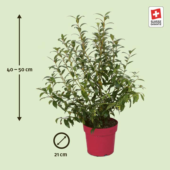 Produktbild Zulauf Kultur-Heidelbeere / Vaccinium corymbosum 'Pink Lemonade'® (50 cm)