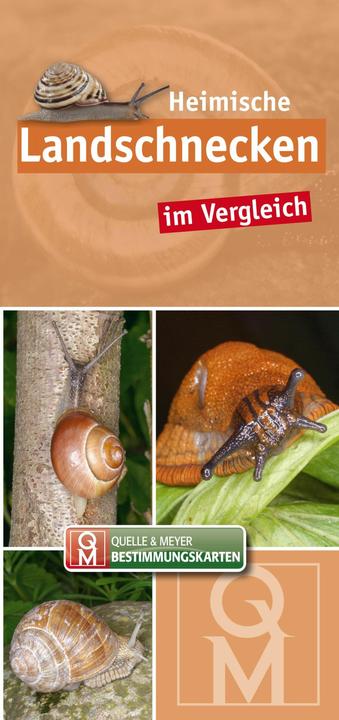 Produktbild Heimische Landschnecken im Vergleich (Deutsch, Quelle & Meyer Verlag, 2024)