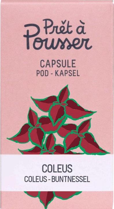 Prêt à Pousser Saatgut Coleus (Kräutersamen)